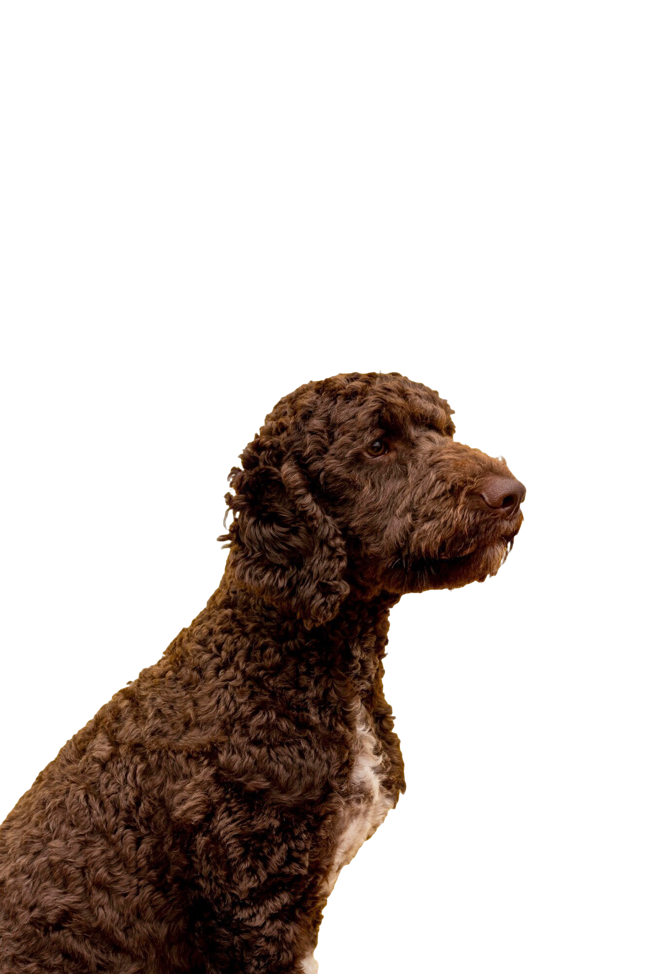 goldendoodle puppies for sale