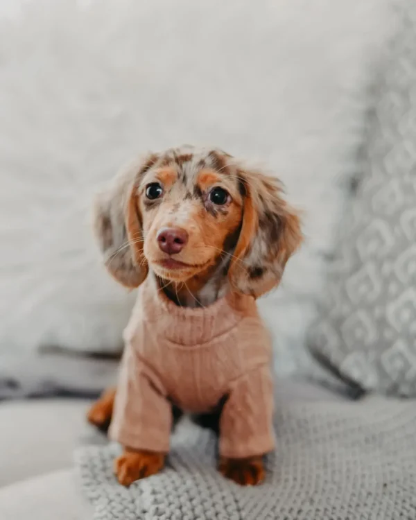 chocolate dapple miniature dachshund