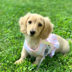 english cream miniature dachshund