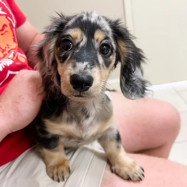 blue dapple dachshund puppies