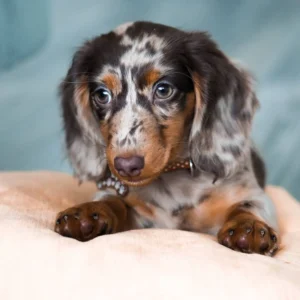 cream dapple miniature dachshund