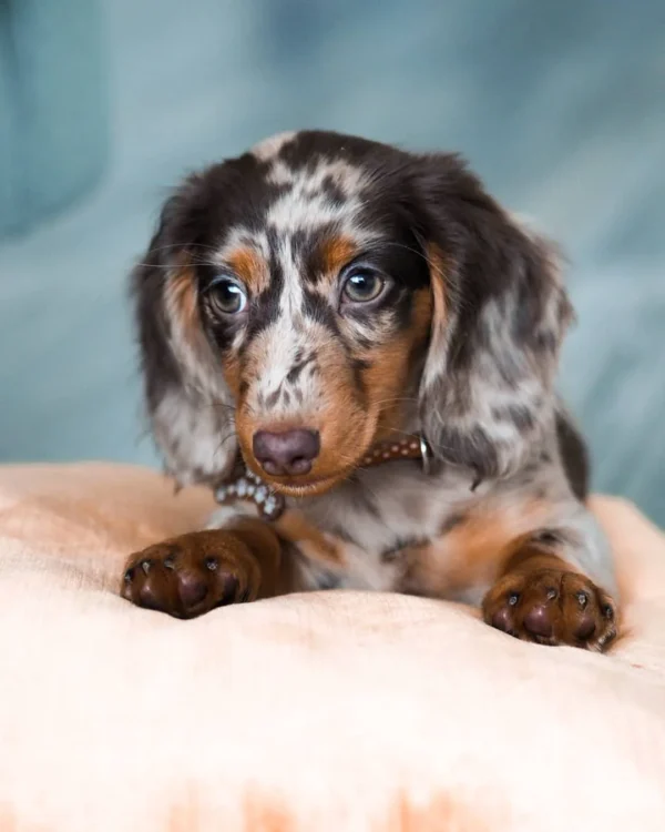 cream dapple miniature dachshund