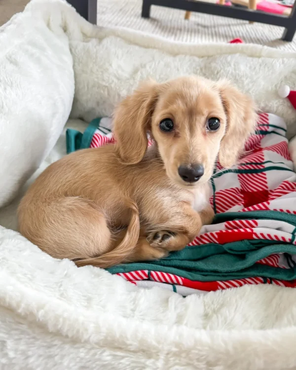 cream dachshund puppies for sale