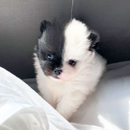 panda pomeranian puppies for sale