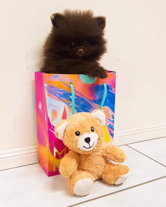 chocolate pomeranian puppies for sale