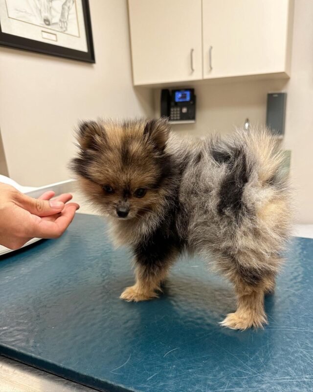 lavender pomeranian puppies for sale