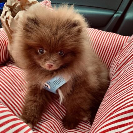 toy pomeranian puppies for sale