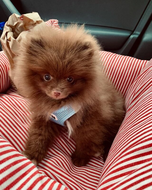 toy pomeranian puppies for sale