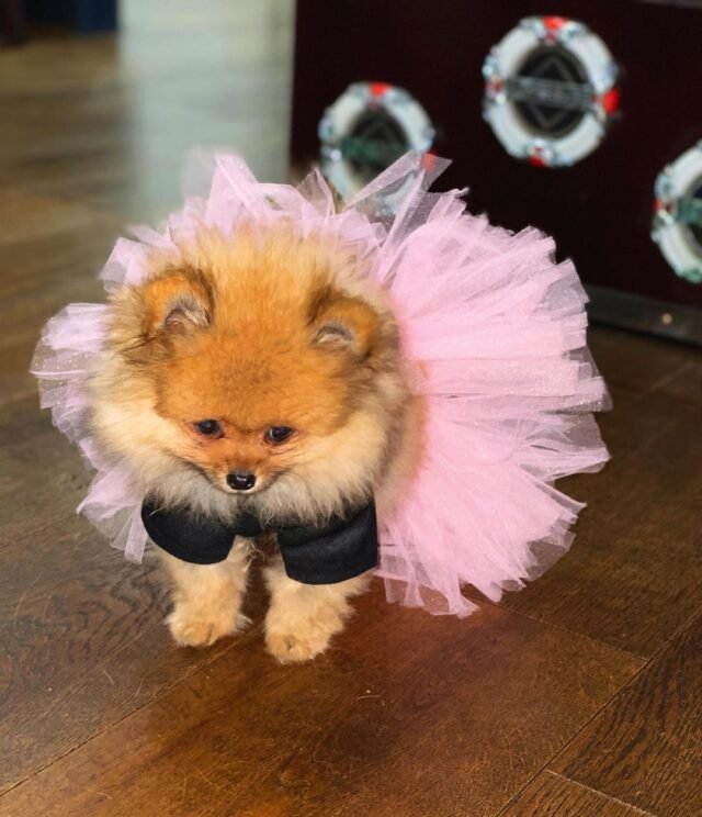 pomeranian puppy for sale near me