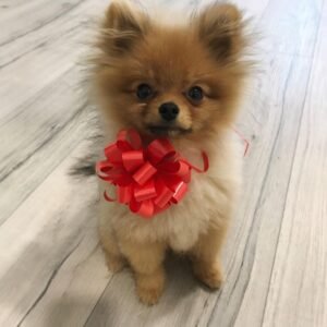 eskimo pomeranian puppies for sale