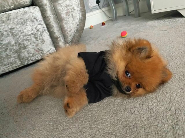 pomeranian puppy for sale near me