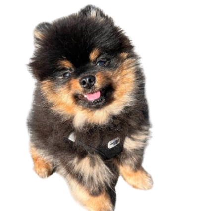 Male Pomeranian Puppies