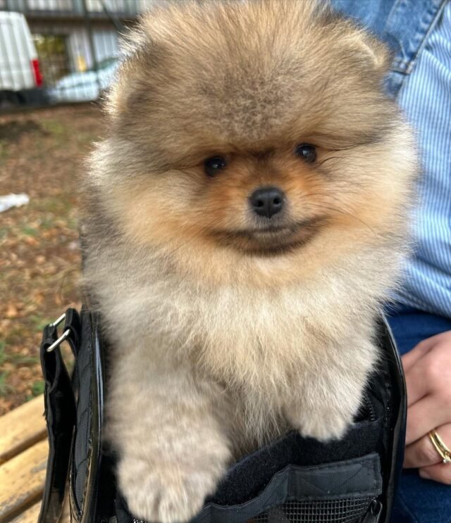 mixed pomeranian puppies for sale