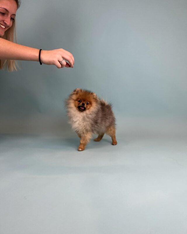 cheap pomeranian puppies for sale