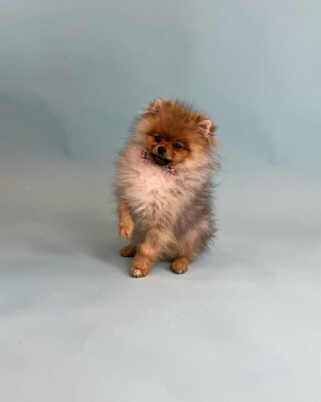 cheap pomeranian puppies for sale