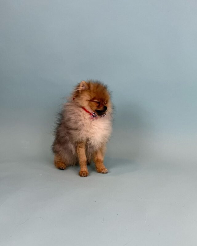 cheap pomeranian puppies for sale