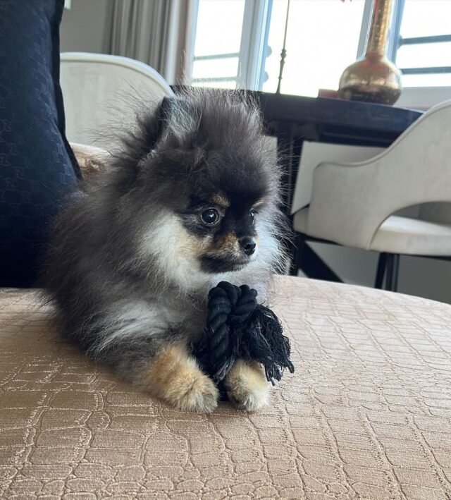 black and tan pomeranian puppies for sale