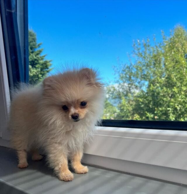 micro teacup pomeranian puppies for sale