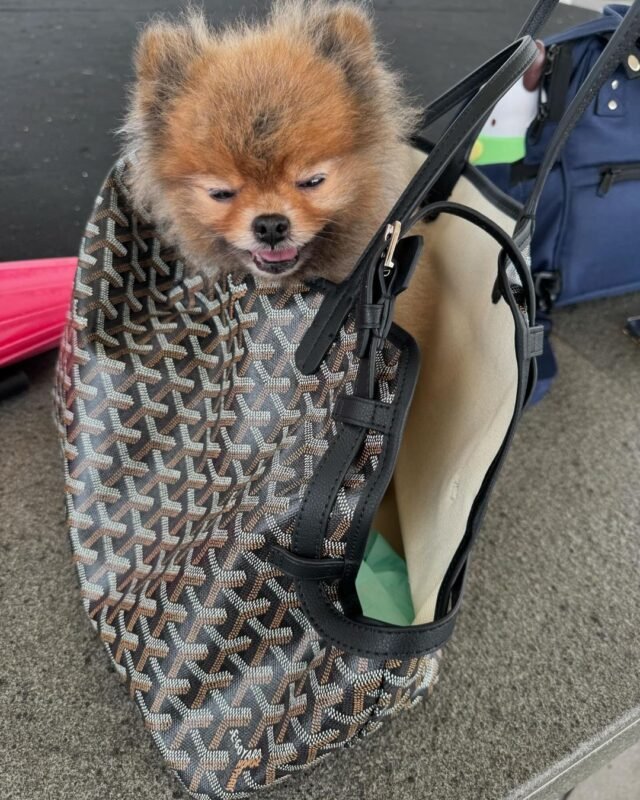 pomeranian puppies for sale near me