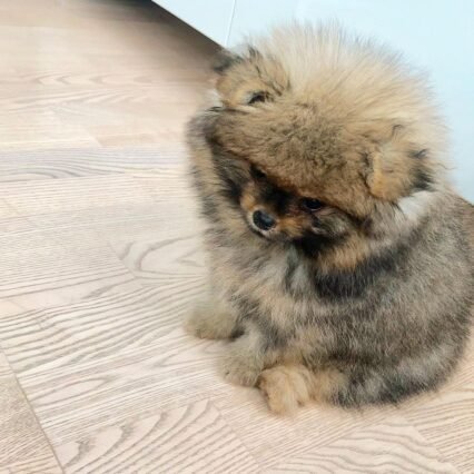 small pomeranian puppies for sale