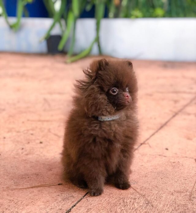 chocolate pomeranian puppies for sale