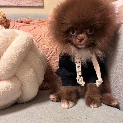 teddy bear pomeranian puppies for sale