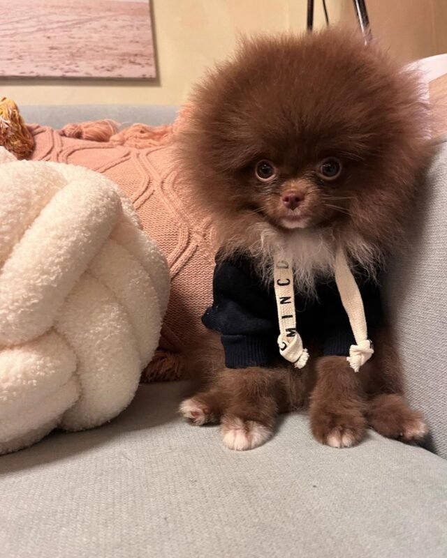 teddy bear pomeranian puppies for sale