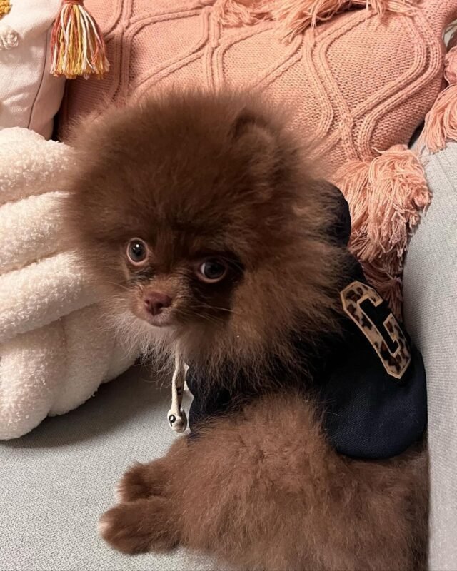 teddy bear pomeranian puppies for sale