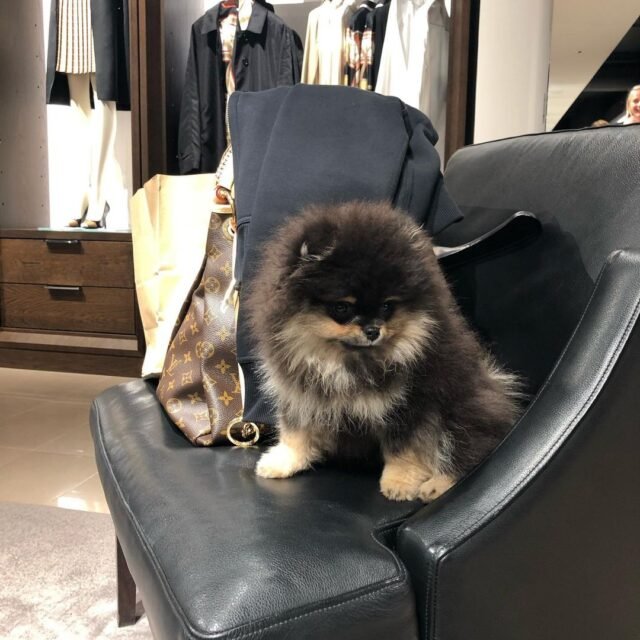 merle pomeranian for sale