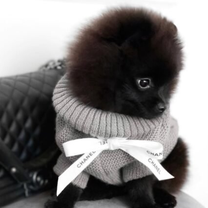 pom puppies for sale near me