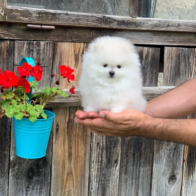 pomchi for sale near me