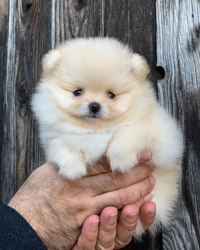 miniature pomeranian puppies for sale near me