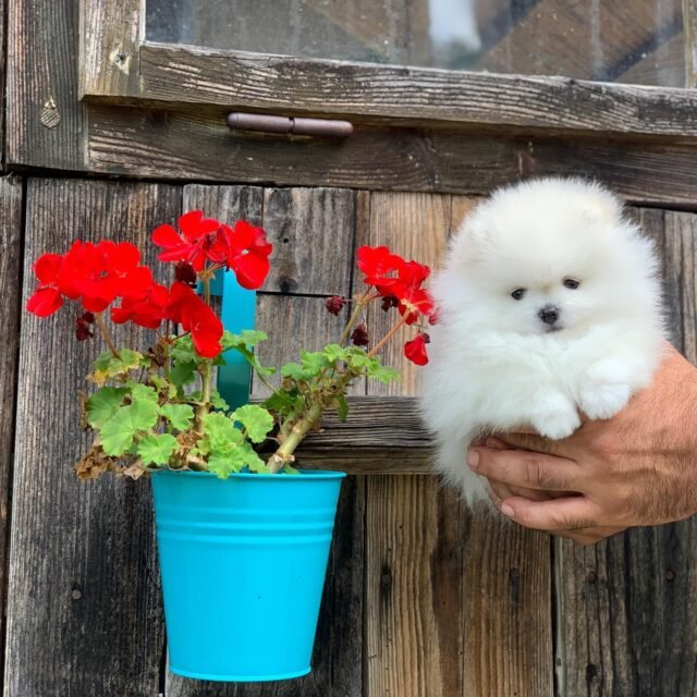 pomchi for sale near me