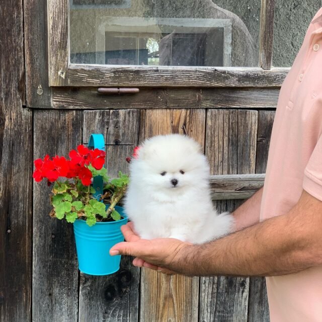 pomchi for sale near me