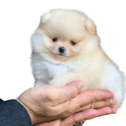 Female Pomeranian Puppies