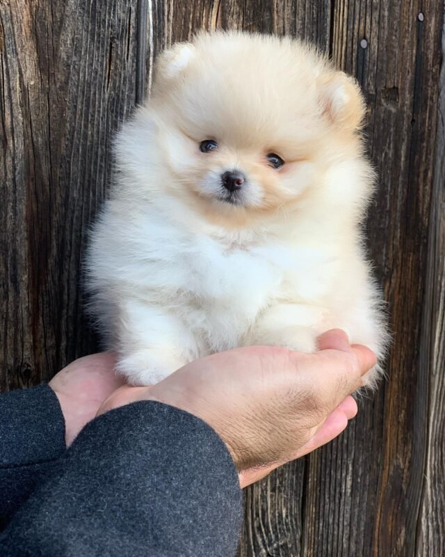 miniature pomeranian puppies for sale near me