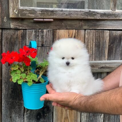 pomchi for sale near me