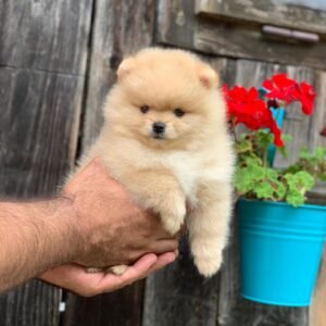 cheap teacup pomeranian puppies for sale