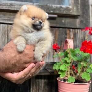 tiny pomeranian puppies for sale