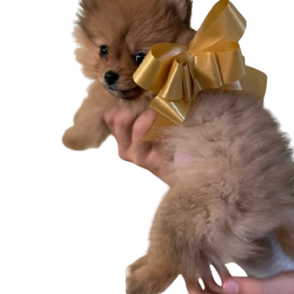 Pomeranian Puppies