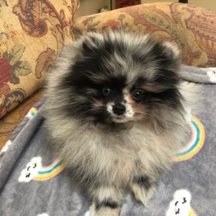 affordable pomeranian puppies for sale