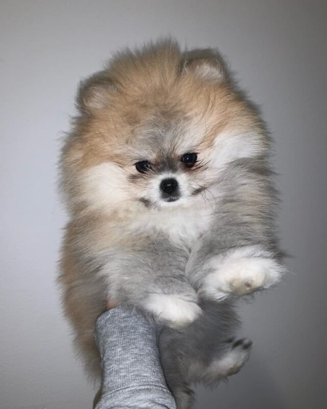 micro pomeranian puppies for sale