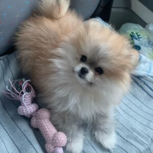 micro pomeranian puppies for sale