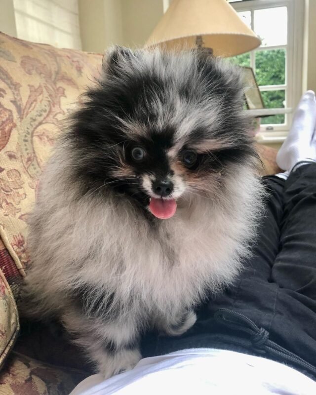 affordable pomeranian puppies for sale