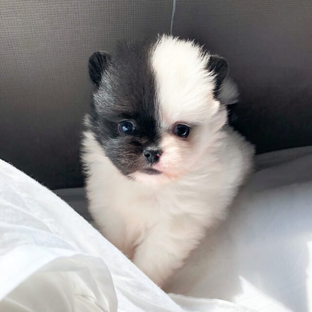 panda pomeranian puppies for sale