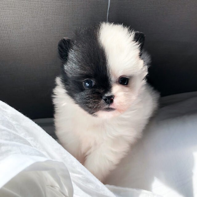 panda pomeranian puppies for sale