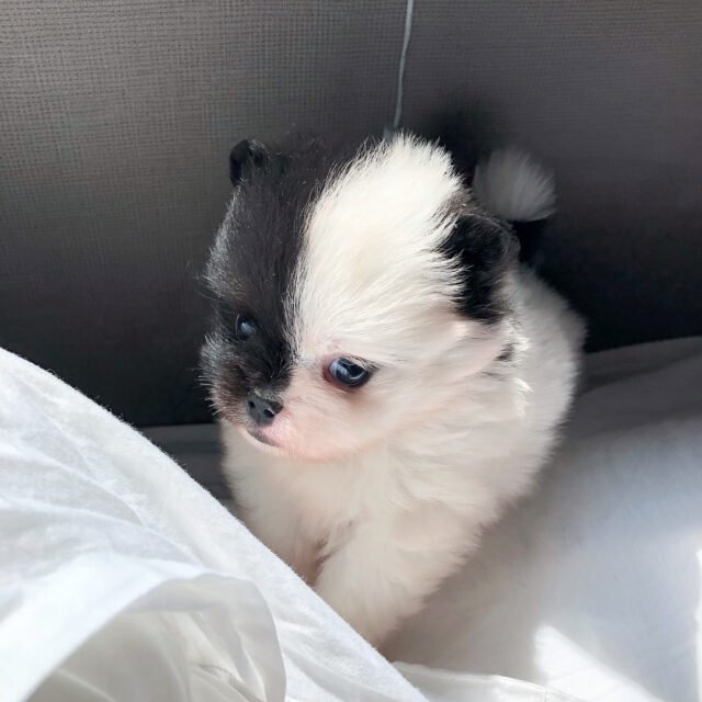 panda pomeranian puppies for sale