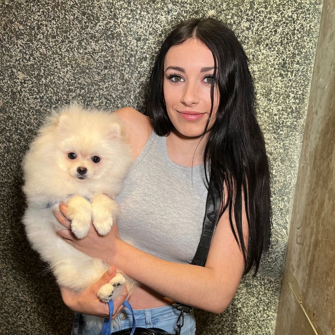 Pomeranian Puppies for Sale in Colorado