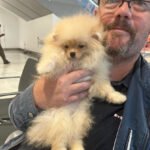 What should I consider when looking for Miniature Pomeranian breeders in West Virginia?