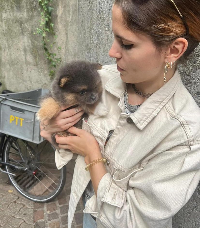 Miniature Pomeranian Breeders in West Virginia